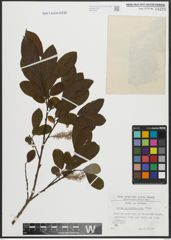 Foto von Salix appendiculata Vill.